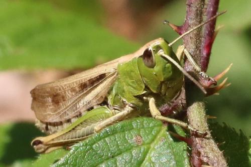 Réf. 218 676 : Pseudochorthippus parallelus